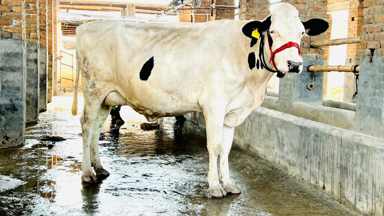 Healthy Cow