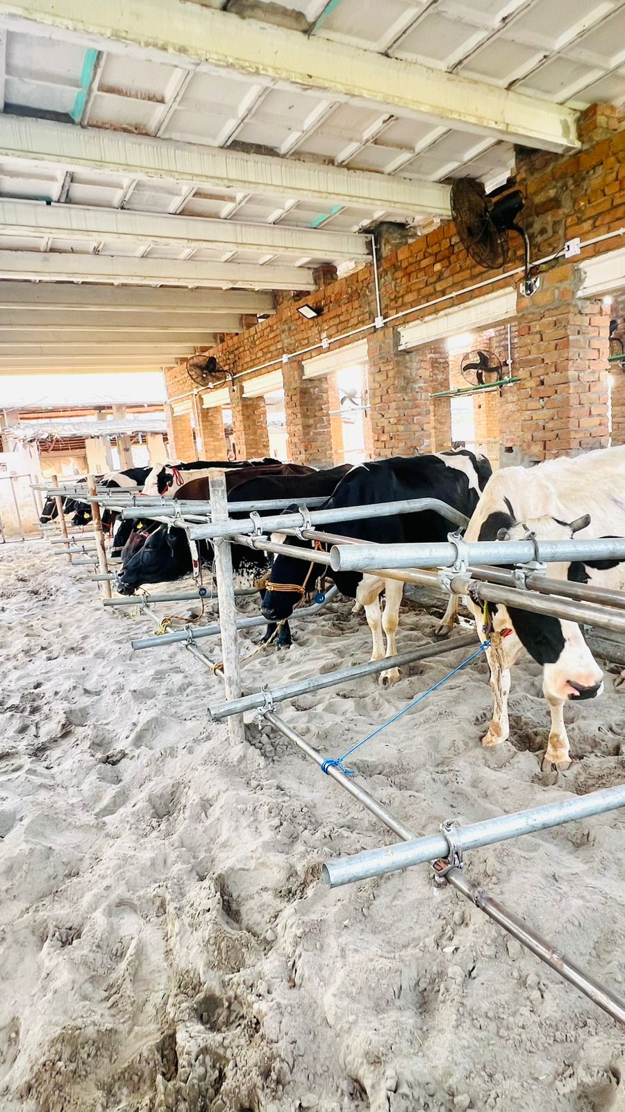 Dairy Farm