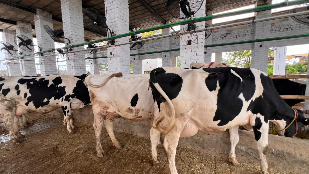 Farm Cow