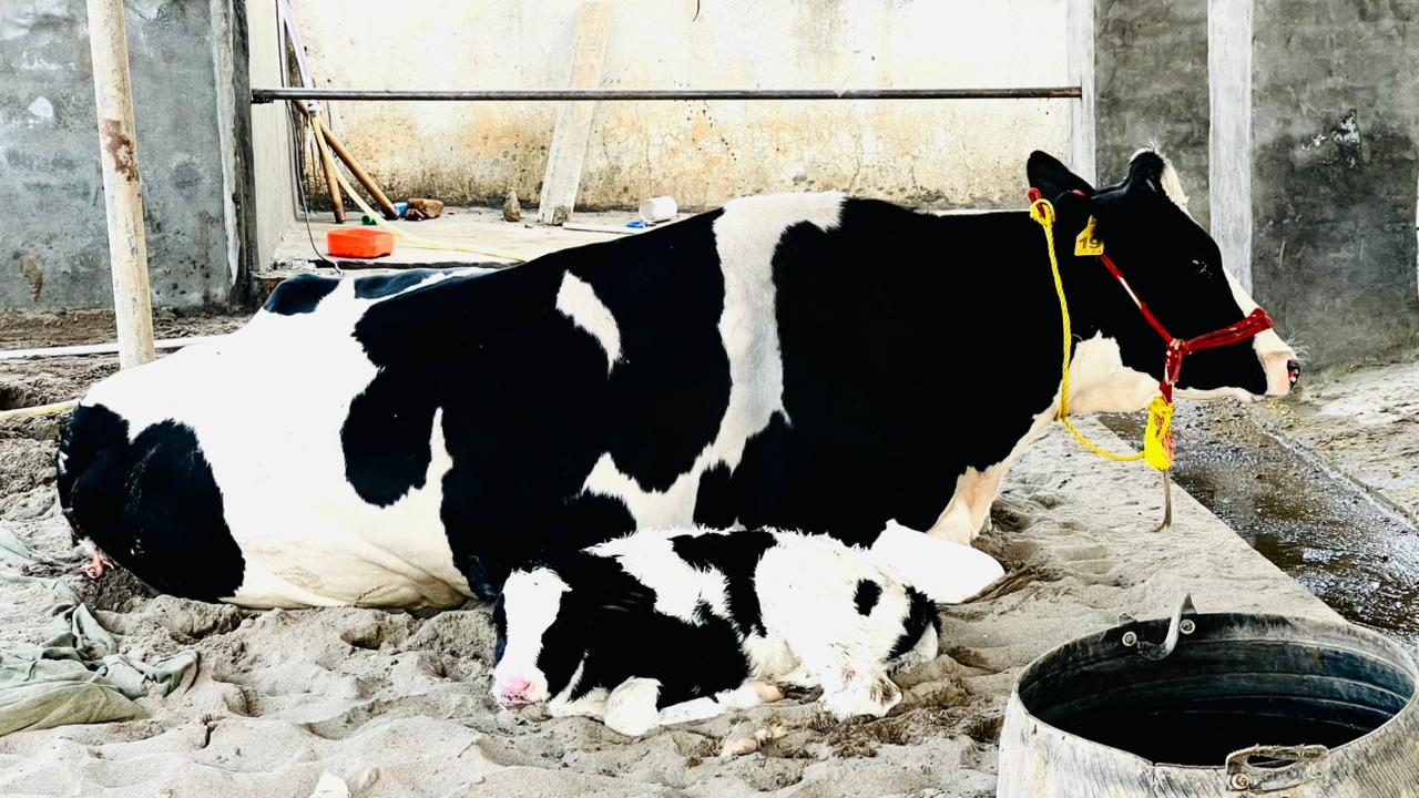 Dairy Farm